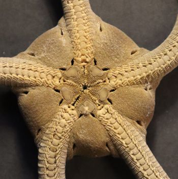 Media type: image; Invertebrate Zoology OPH-6153